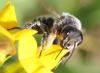 Megachile willughbiella